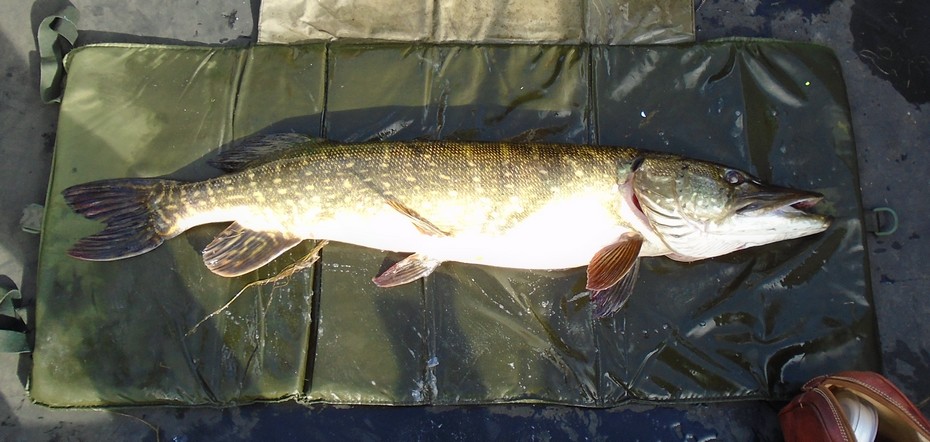 sept2016pike.jpg